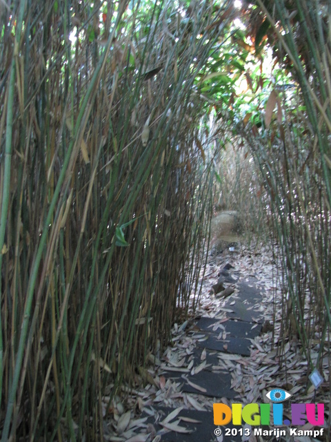 SX31132 Jenni walking through bamboo in botanical garden